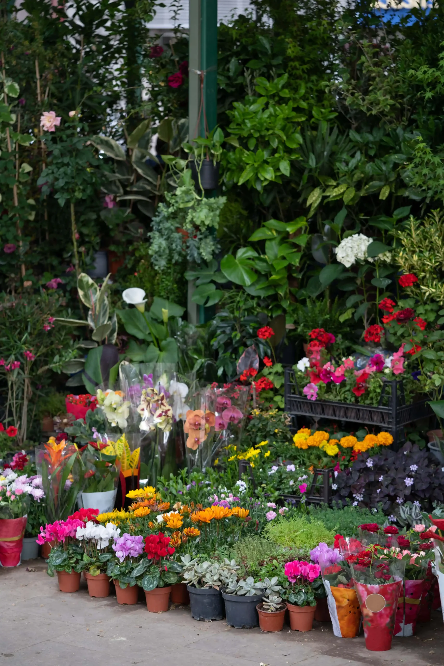 fair-of-flowers-in-tbilisi-beautiful-flowers-and-2025-03-09-19-39-03-utc-min_6_11zon