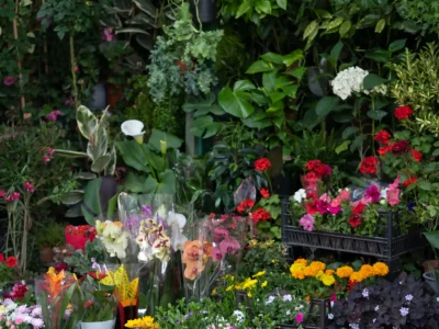 fair-of-flowers-in-tbilisi-beautiful-flowers-and-2025-03-09-19-39-03-utc-min_6_11zon